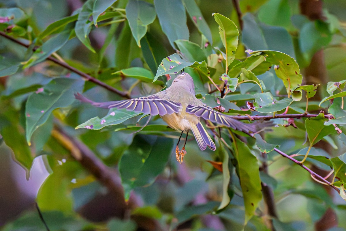 Ruby-crowned Kinglet - ML643009799