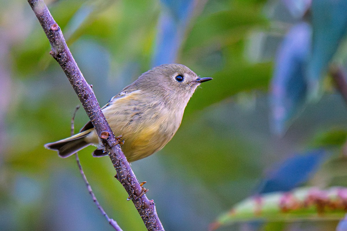 Ruby-crowned Kinglet - ML643009800