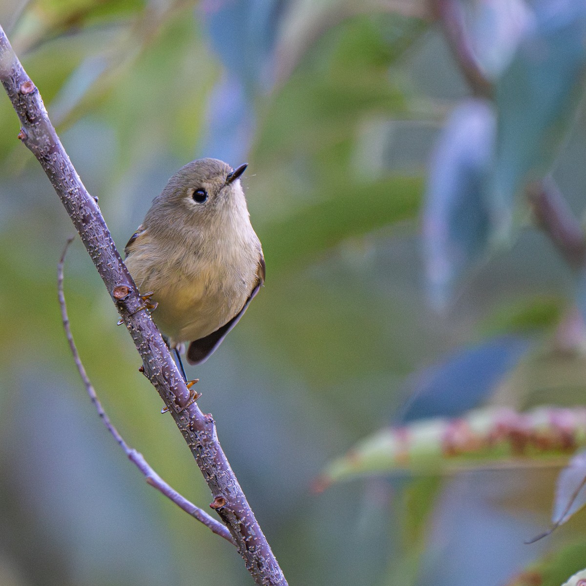 Ruby-crowned Kinglet - ML643009801