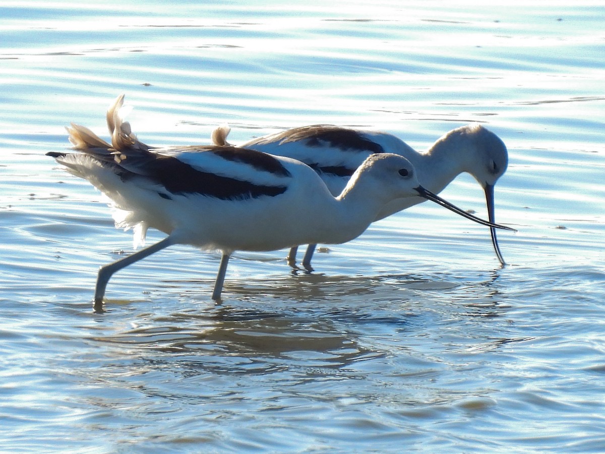 American Avocet - ML643009802