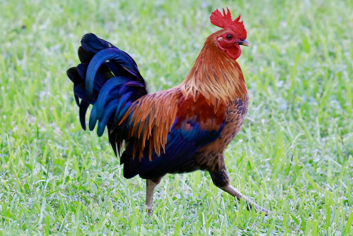 Red Junglefowl (Domestic type) - ML643009827