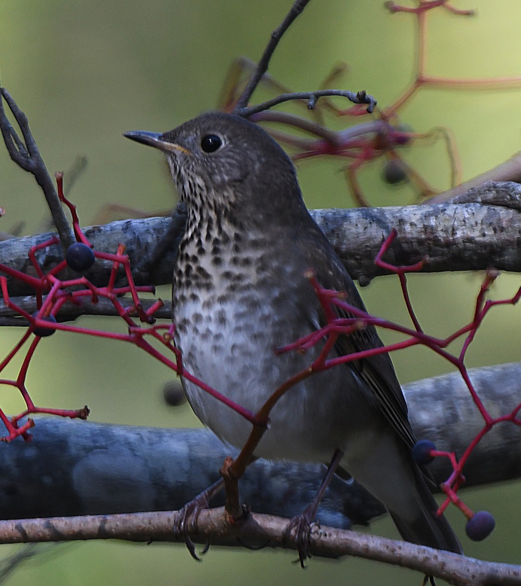 Gray-cheeked Thrush - ML643009844