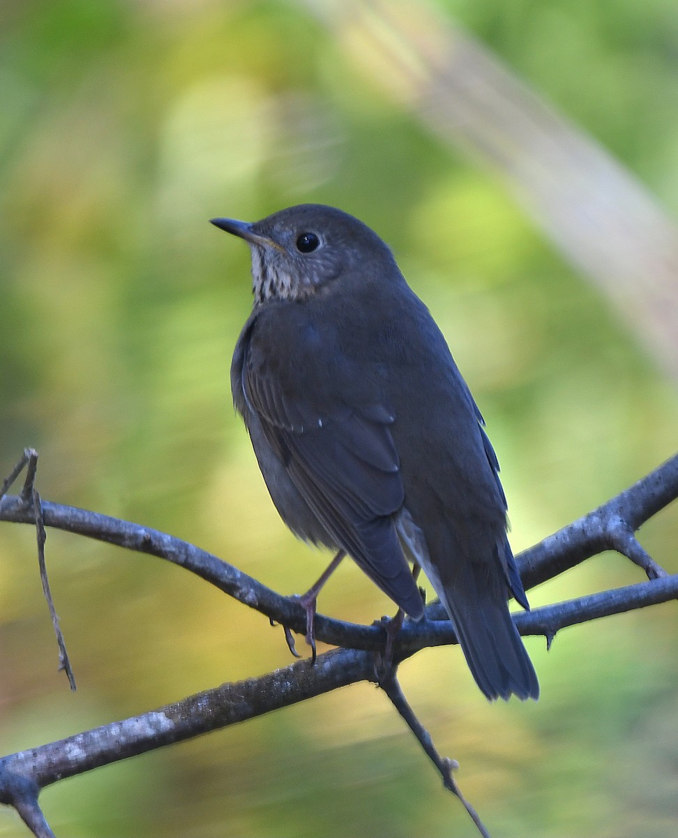 Gray-cheeked Thrush - ML643009845