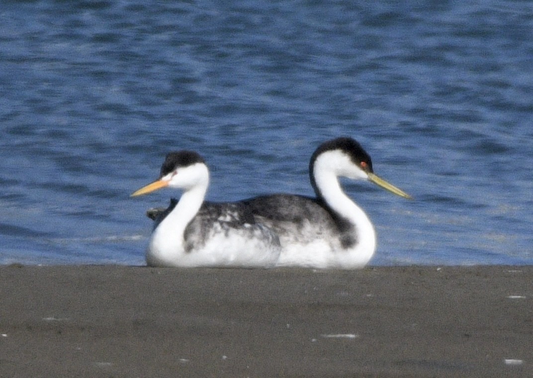 Clark's Grebe - ML643009855