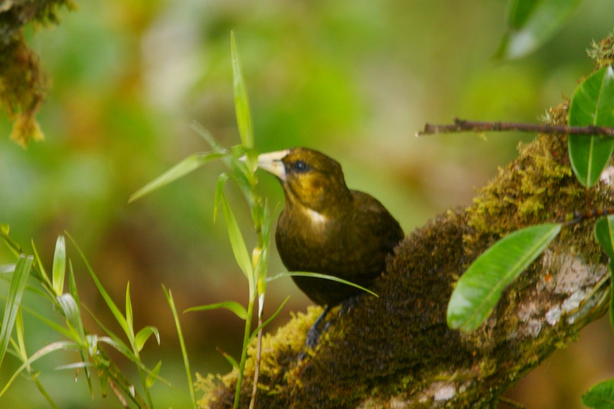 Dusky-green Oropendola - ML643009868