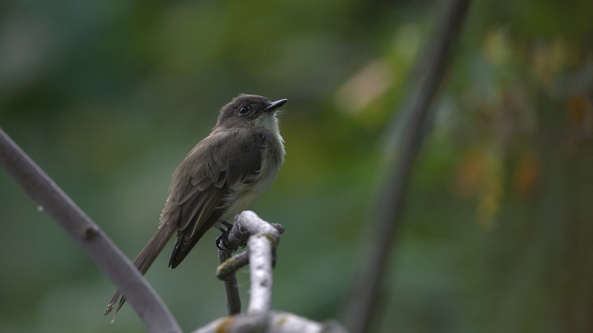 Eastern Phoebe - ML643009871
