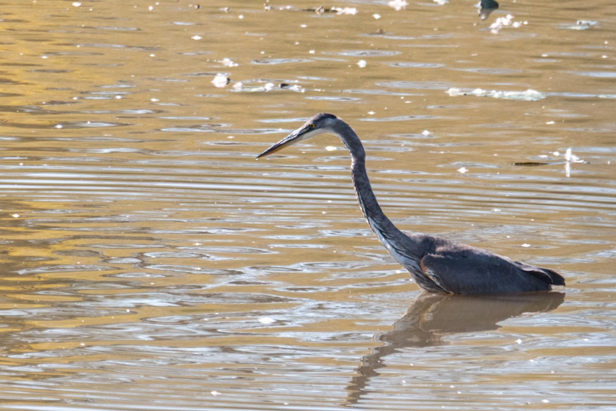 Great Blue Heron - ML643009873