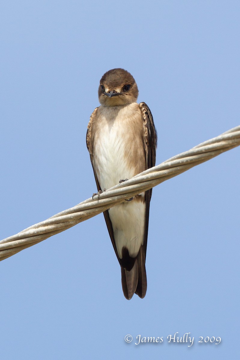 Northern Rough-winged Swallow (Ridgway's) - ML643009878