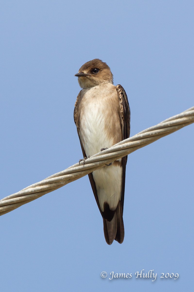 Northern Rough-winged Swallow (Ridgway's) - ML643009879