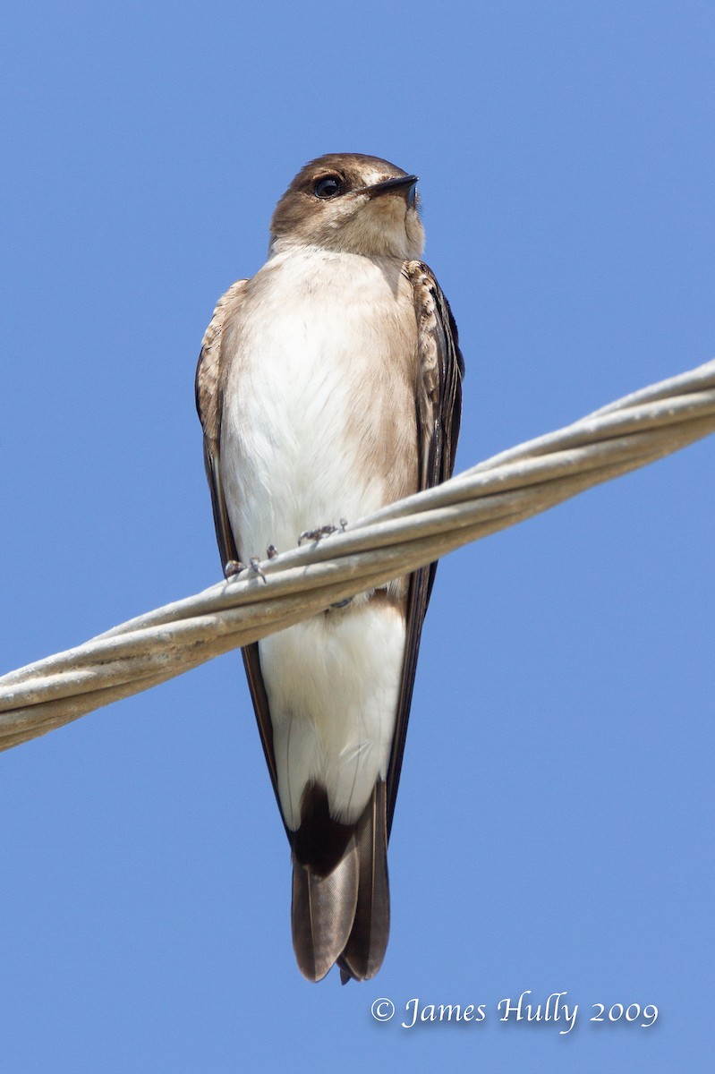 Northern Rough-winged Swallow (Ridgway's) - ML643009880