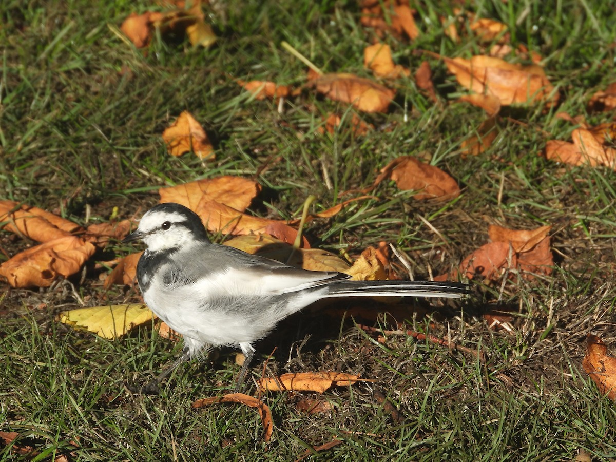 White Wagtail - ML643009884