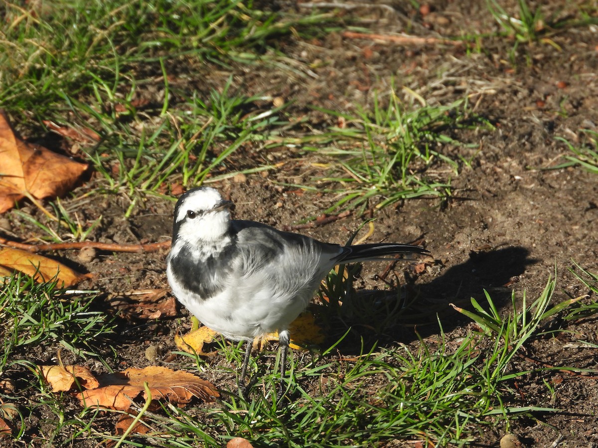 White Wagtail - ML643009885