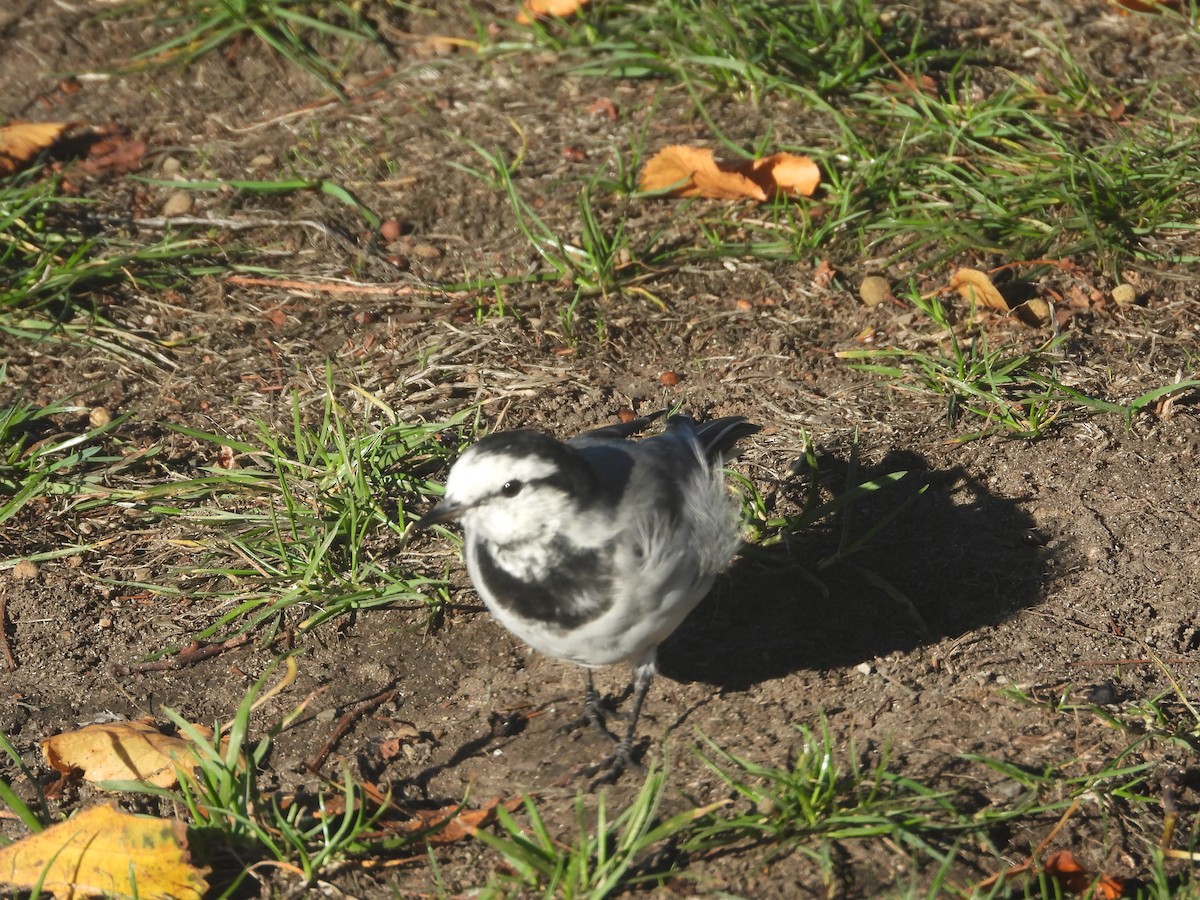 White Wagtail - ML643009886