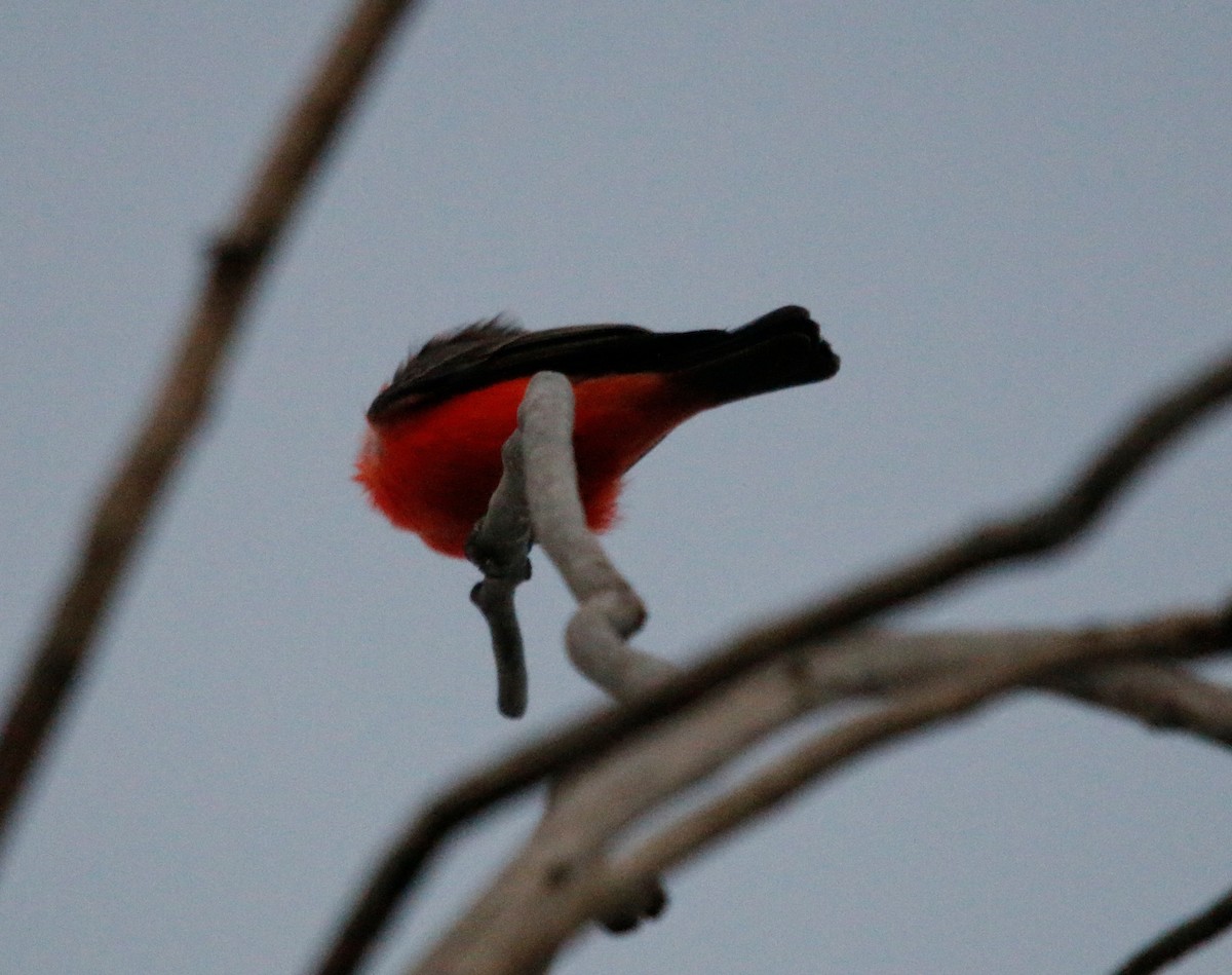 Vermilion Flycatcher - ML643009907