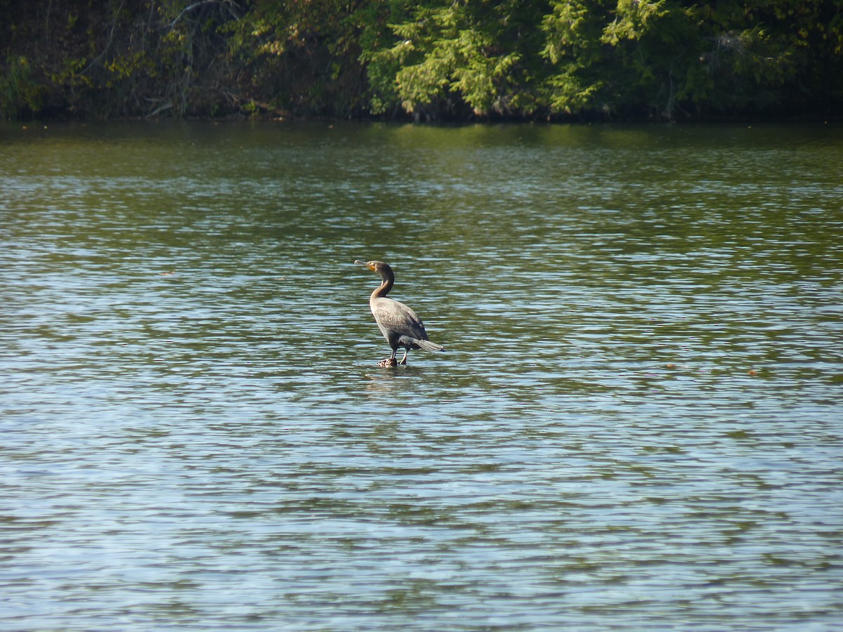 Double-crested Cormorant - ML643009908