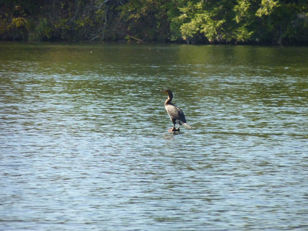 Double-crested Cormorant - ML643009909