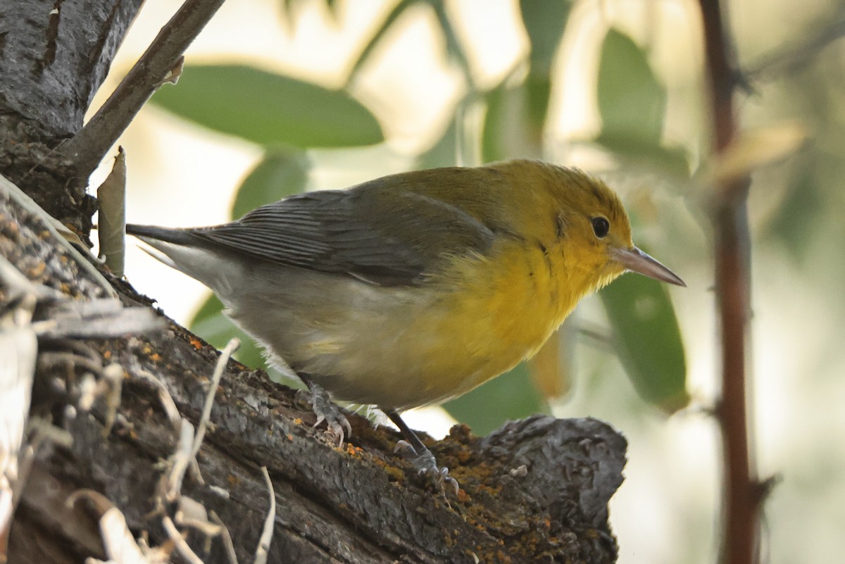 Prothonotary Warbler - ML643009913