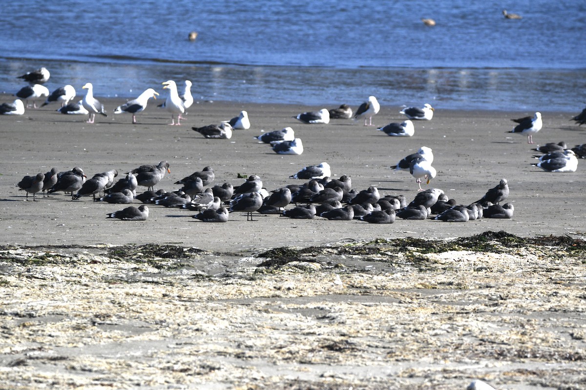 Heermann's Gull - ML643009920