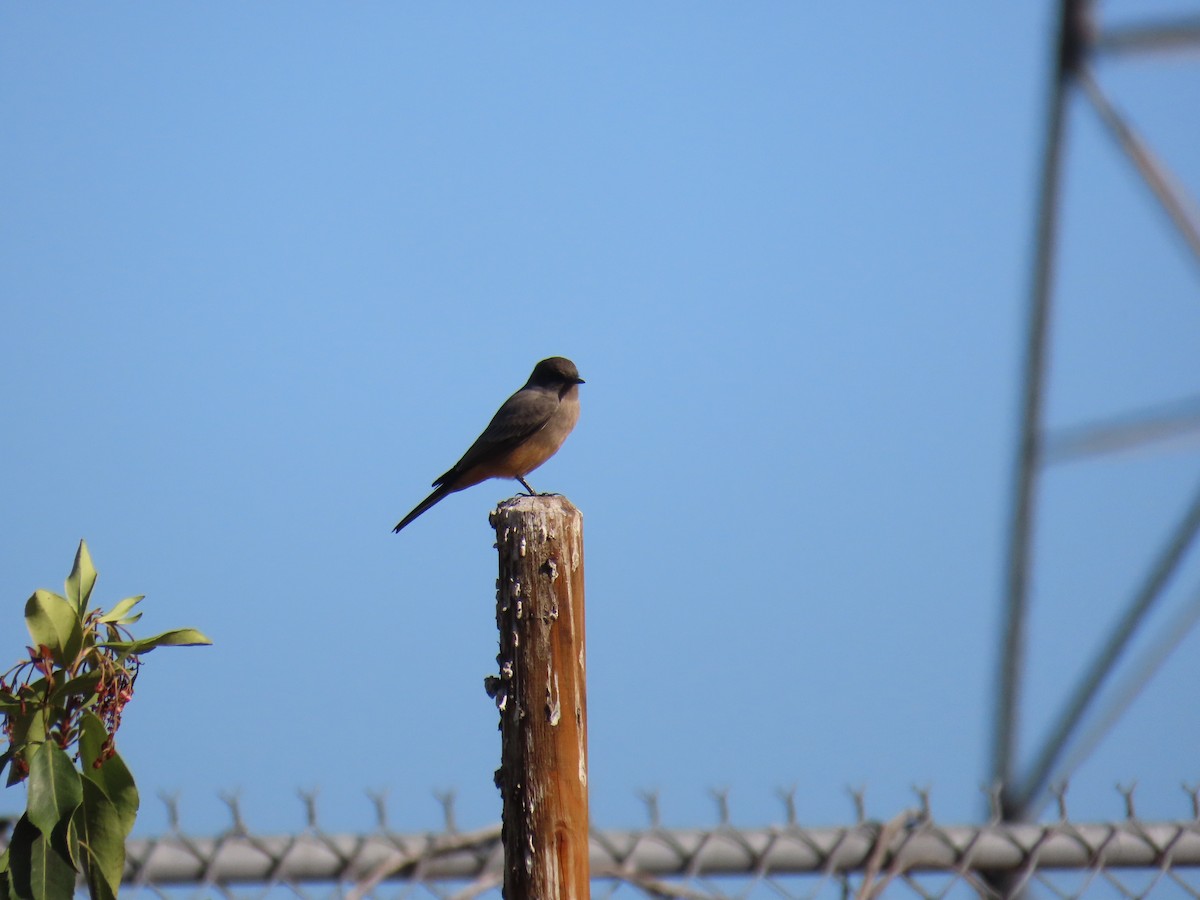 Say's Phoebe - ML643009921
