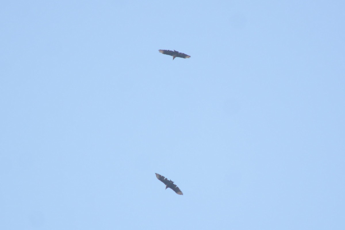 Black Vulture - ML643009922