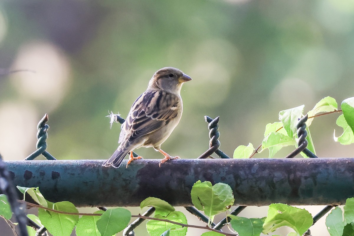 House Sparrow - ML643009929