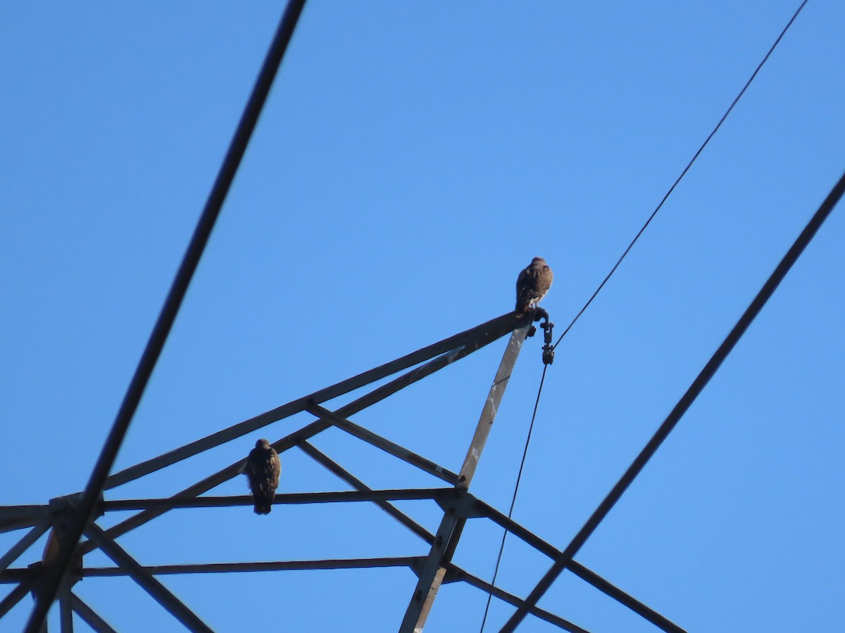 Red-tailed Hawk - ML643009932