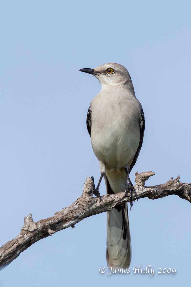 Tropical Mockingbird - ML643009933