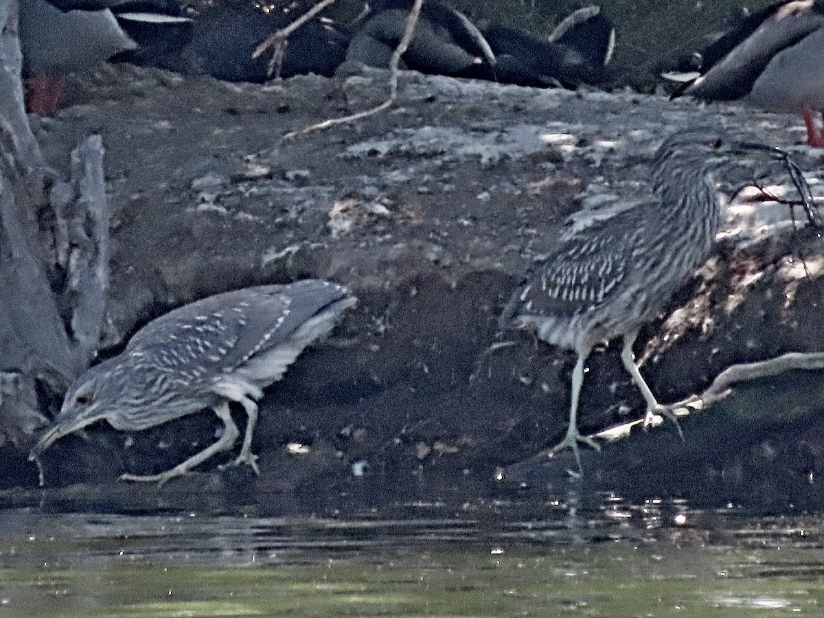 Black-crowned Night Heron - ML643009934
