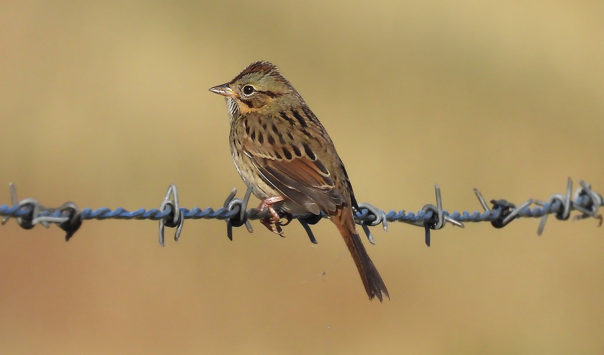 Lincoln's Sparrow - ML643009935