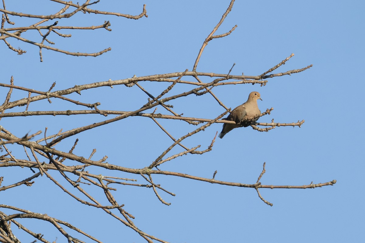 Mourning Dove - ML643009936