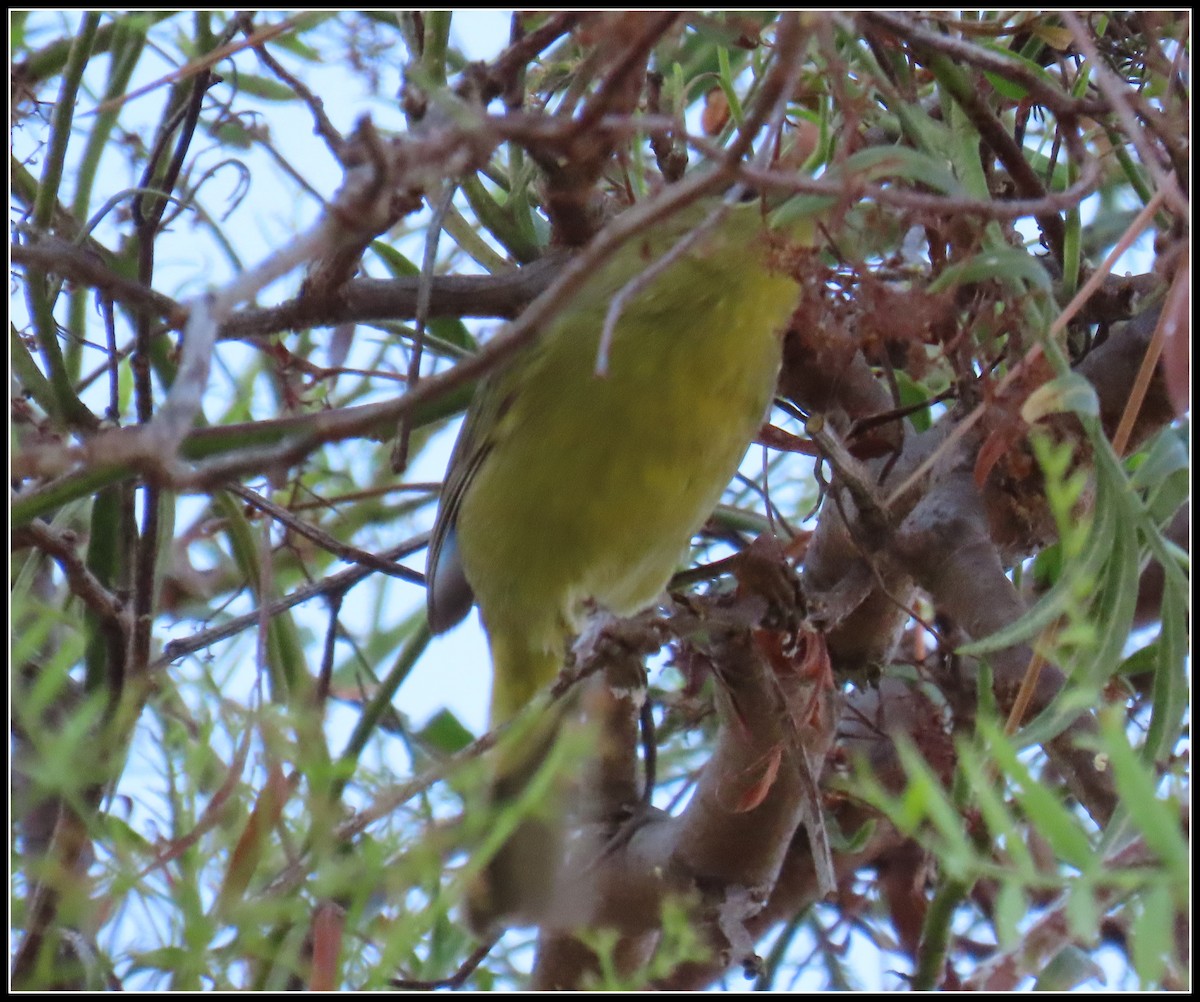 Orange-crowned Warbler - ML643009939