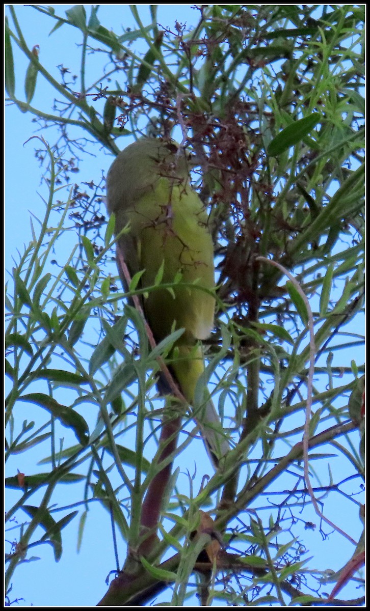 Orange-crowned Warbler - ML643009940