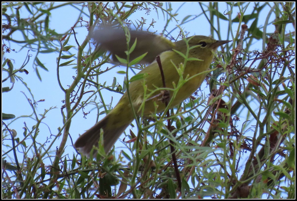 Orange-crowned Warbler - ML643009941