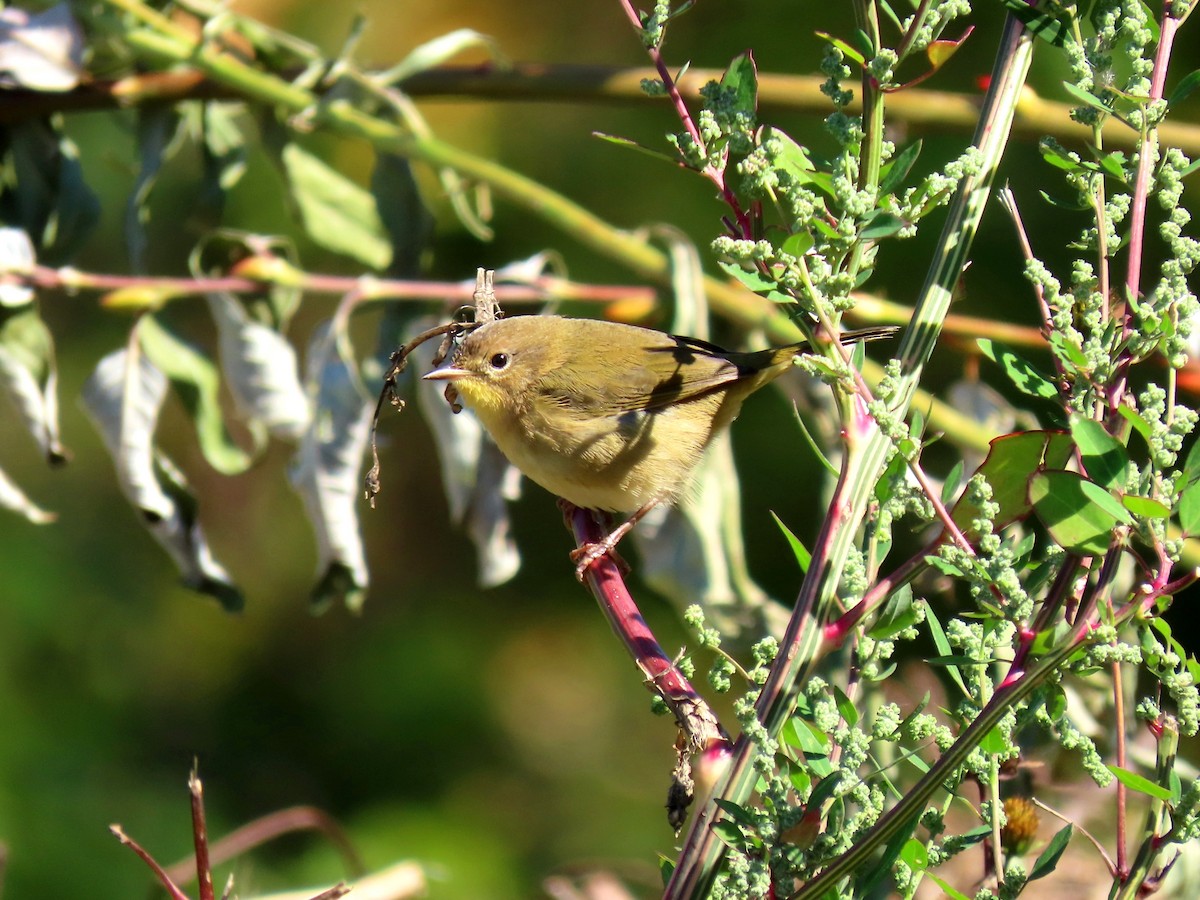 Common Yellowthroat - ML643009942