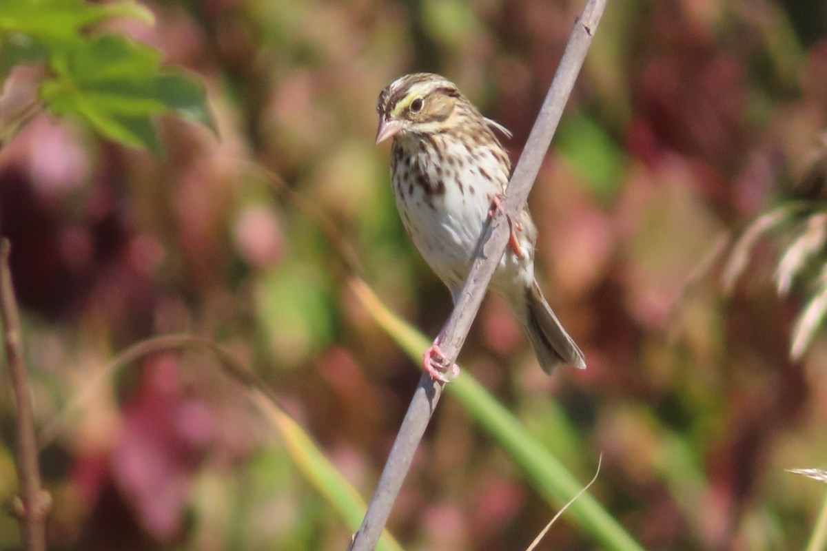 Savannah Sparrow - ML643009944