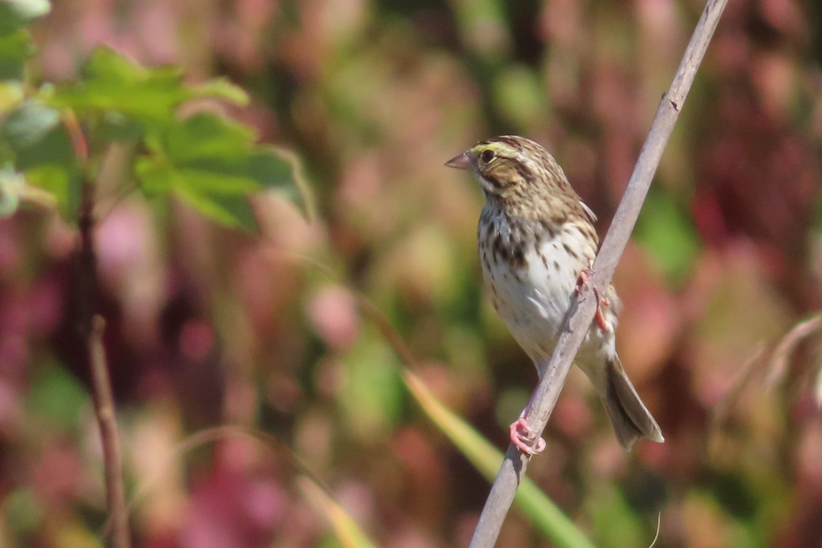 Savannah Sparrow - ML643009946