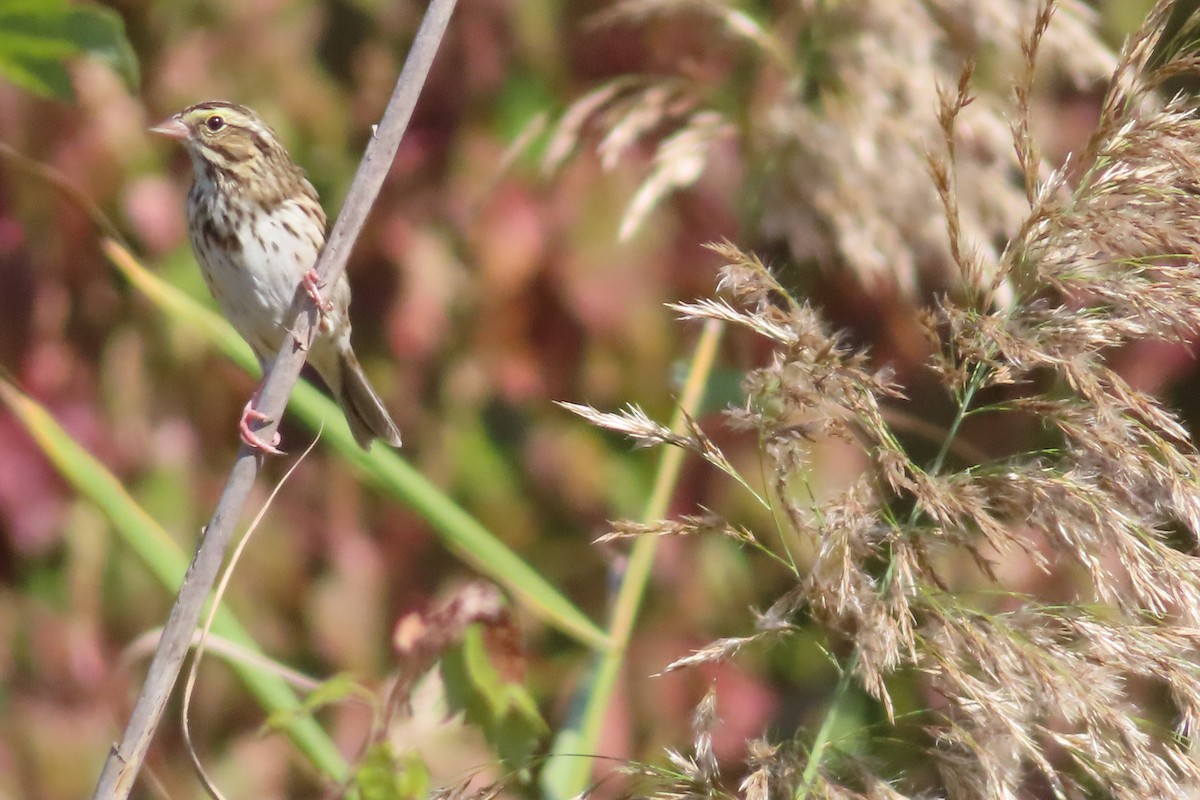 Savannah Sparrow - ML643009947