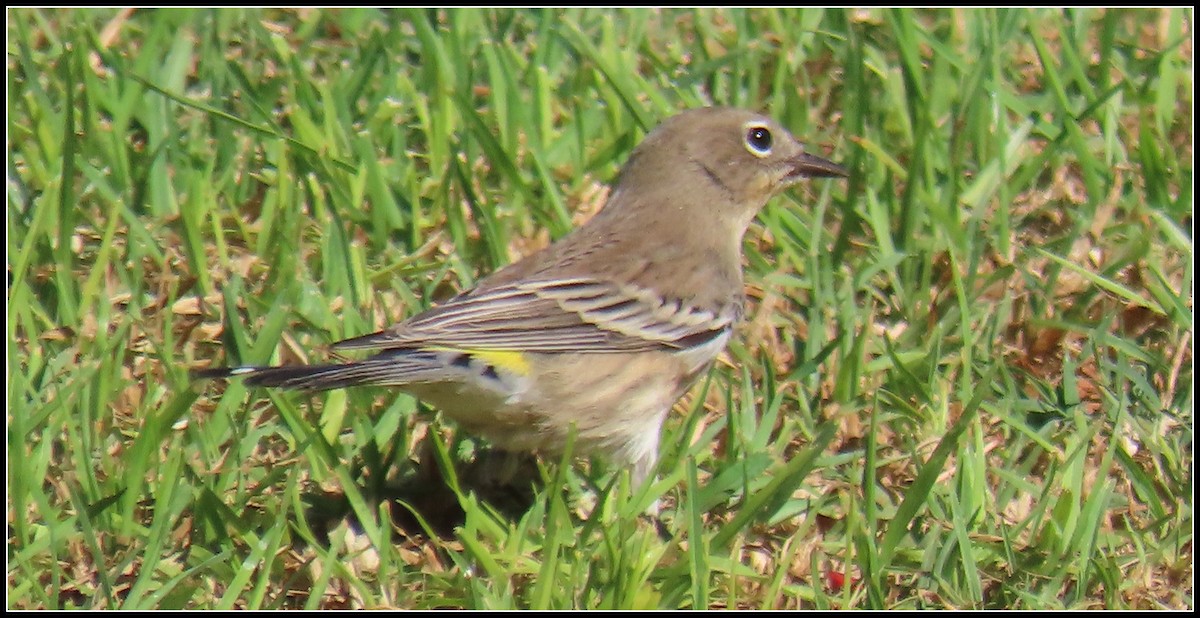 Yellow-rumped Warbler - ML643009949