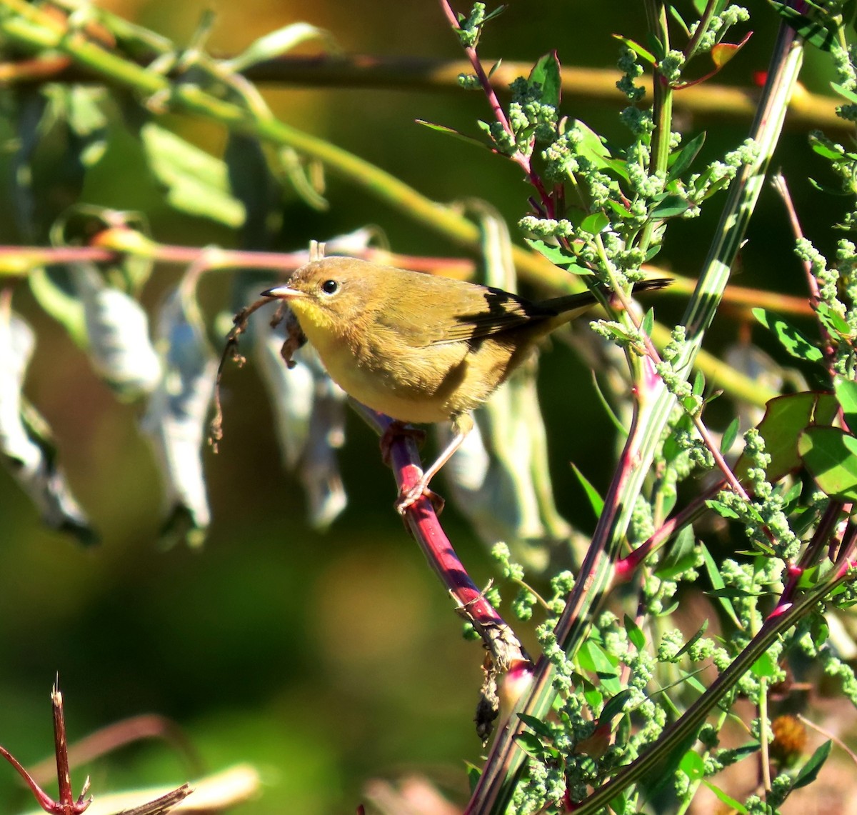 Common Yellowthroat - ML643009951