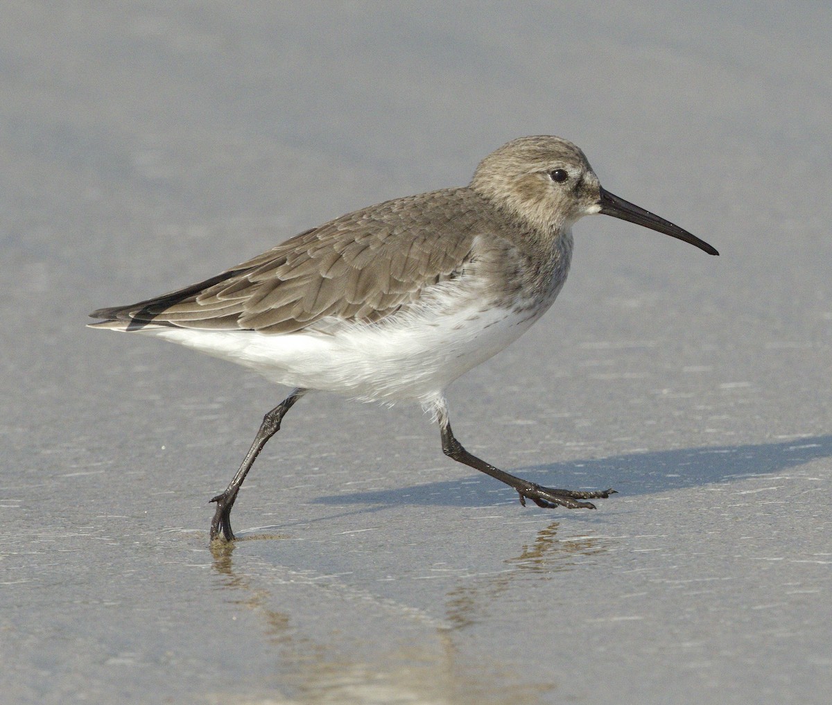 Dunlin - ML643009953