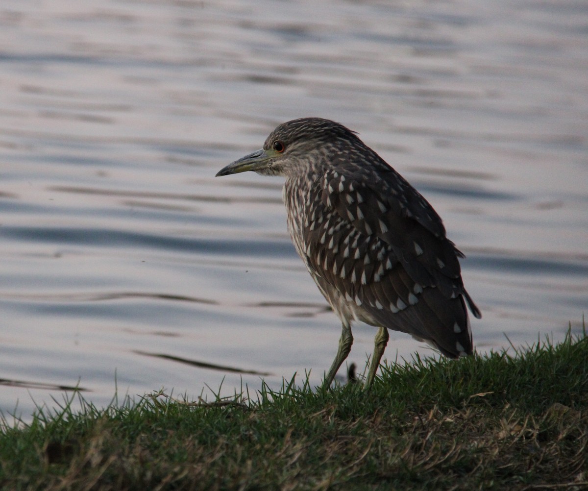 Black-crowned Night Heron - ML643009954