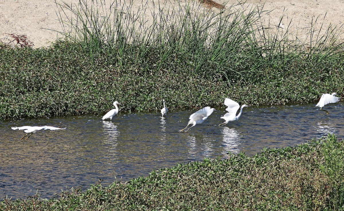 Snowy Egret - ML643009955