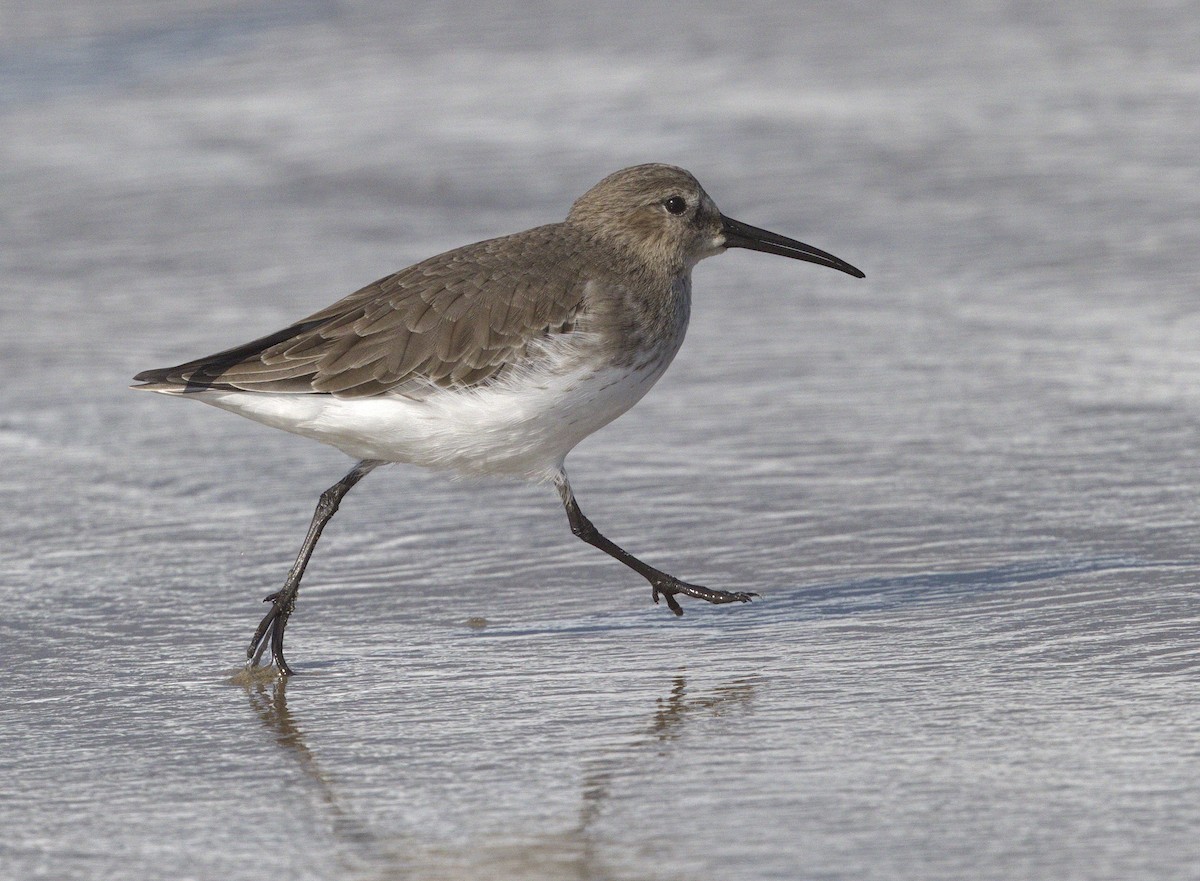 Dunlin - ML643009957