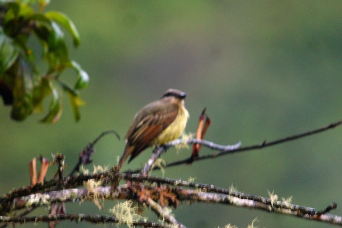 Golden-crowned Flycatcher - ML643009958