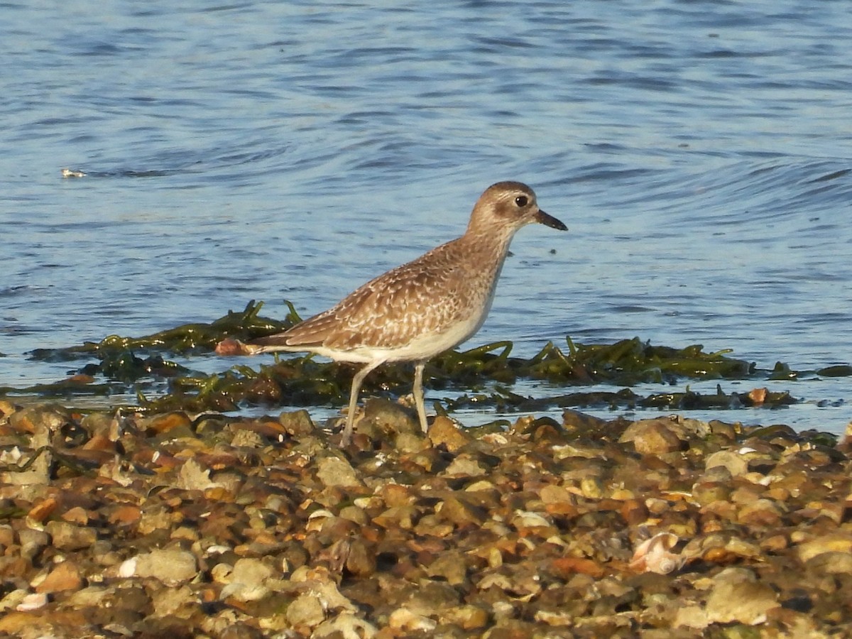 Black-bellied Plover - ML643009959