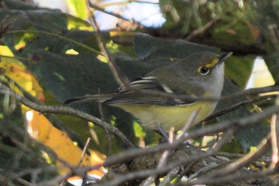 White-eyed Vireo - ML643009961