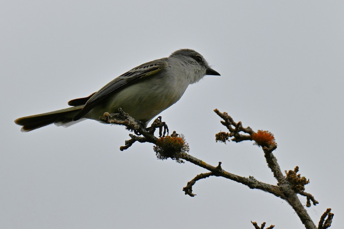 Suiriri Flycatcher - ML643009962