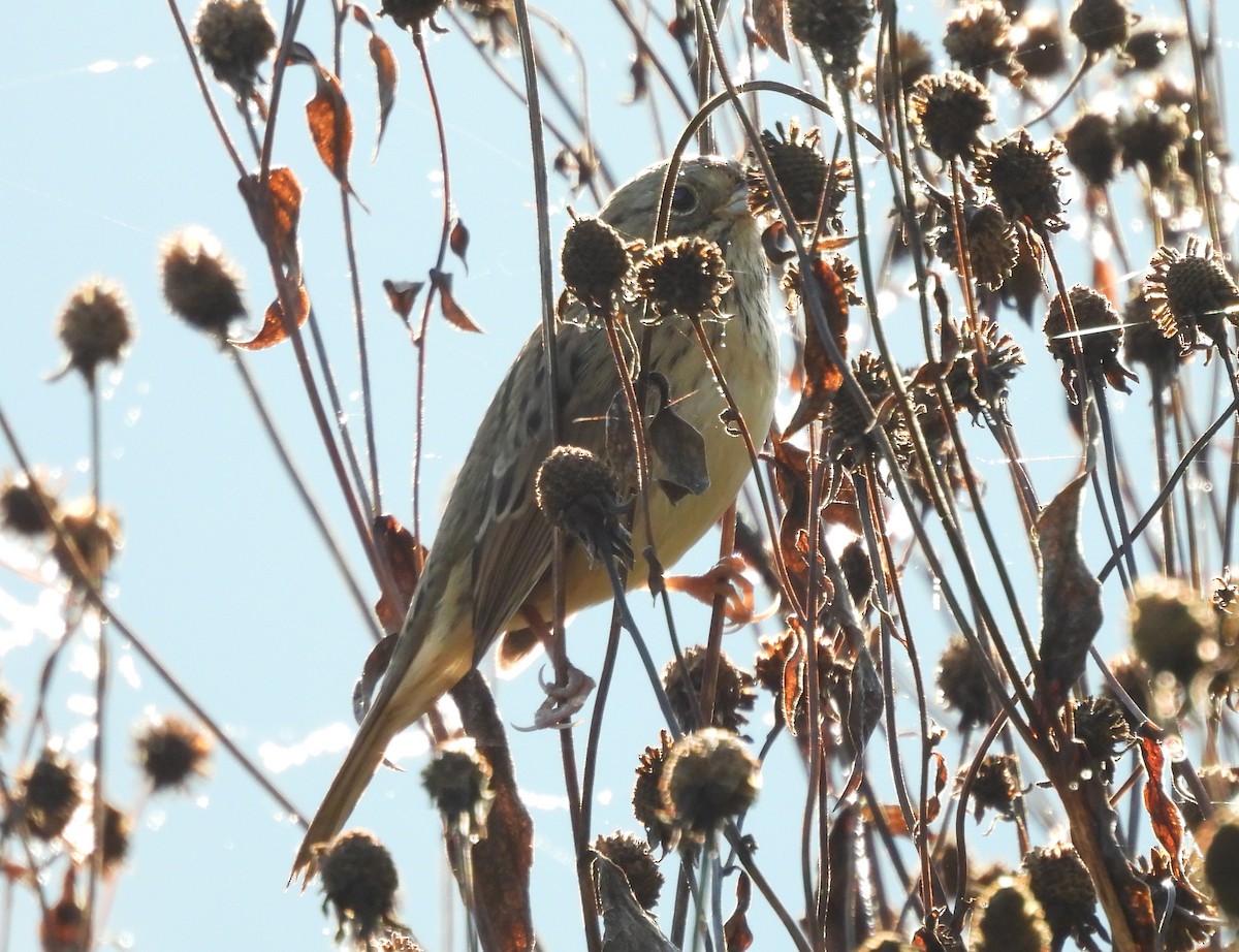 Lincoln's Sparrow - ML643009963