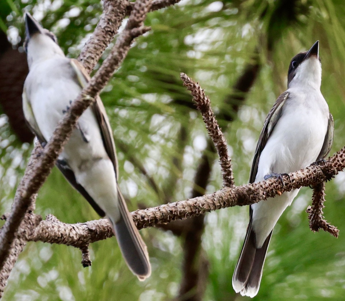 Gray Kingbird - ML643009966