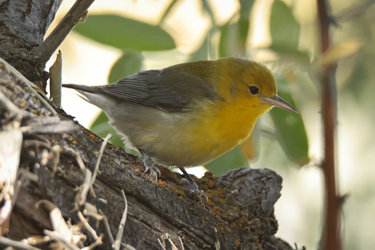 Prothonotary Warbler - ML643009975